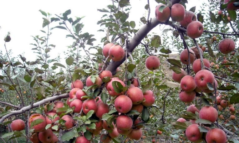 三年级语文下册 第六组 24《果园机器人》课堂教学课件3 新人教版-新人教版小学三年级下册语文课件