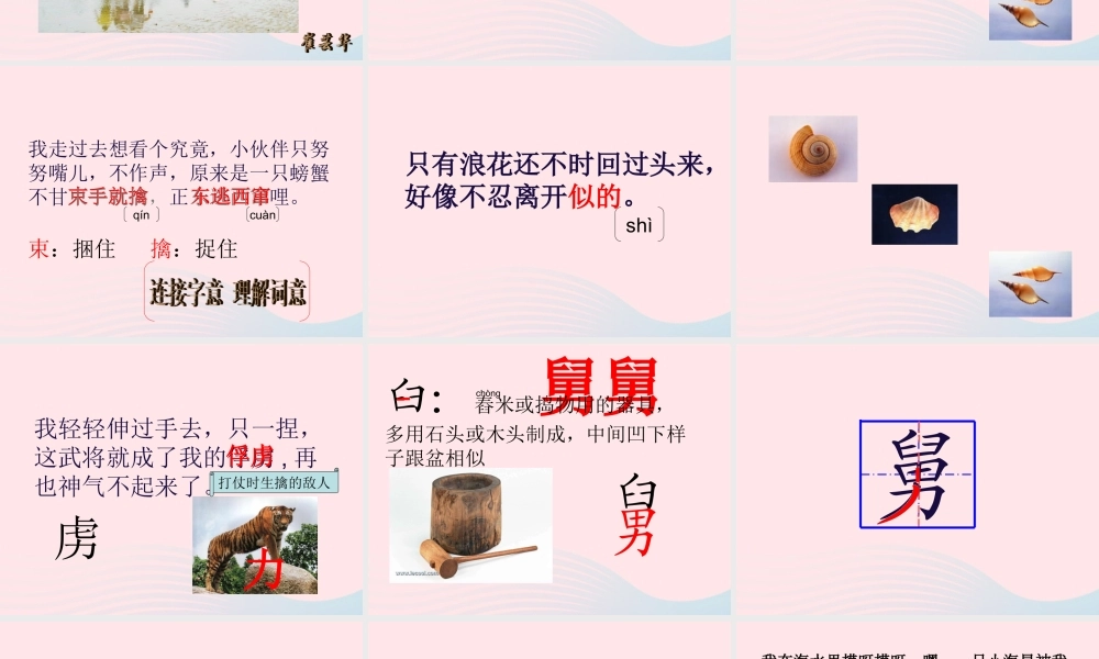 三年级语文下册 第四单元 11赶海课件2 苏教版-苏教版小学三年级下册语文课件