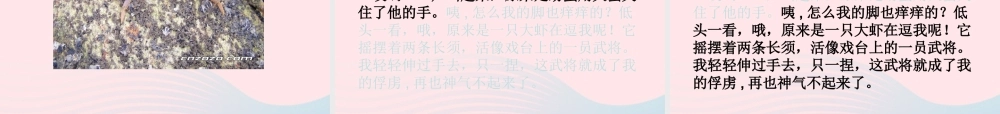 三年级语文下册 第四单元 11赶海课件2 苏教版-苏教版小学三年级下册语文课件