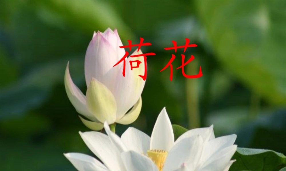 三年级语文下册 第四单元 12荷花课件2 苏教版-苏教版小学三年级下册语文课件