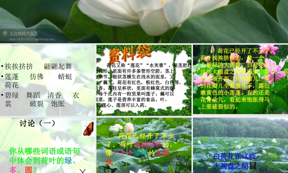 三年级语文下册 第四单元 12荷花课件2 苏教版-苏教版小学三年级下册语文课件