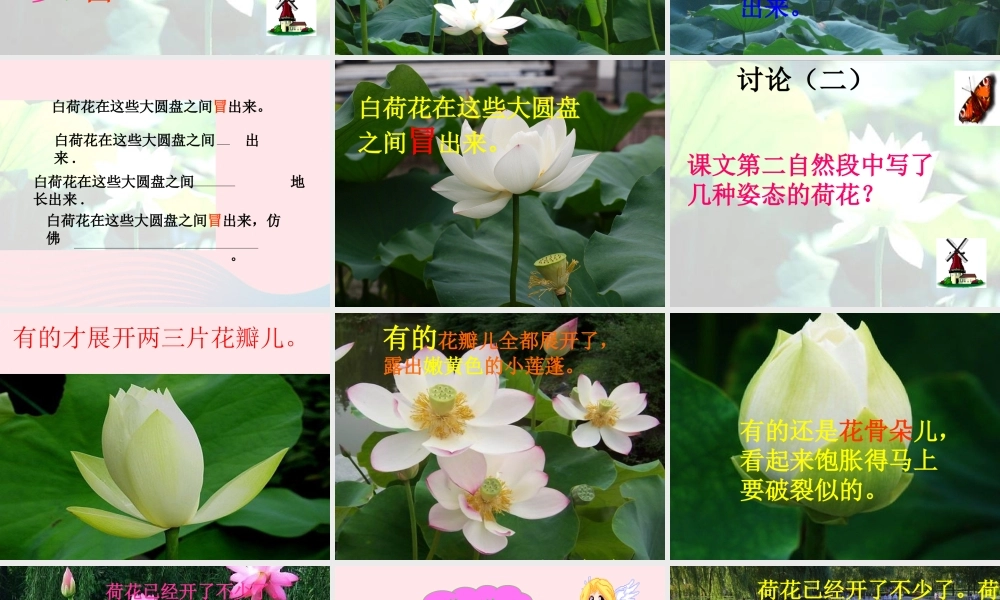 三年级语文下册 第四单元 12荷花课件2 苏教版-苏教版小学三年级下册语文课件