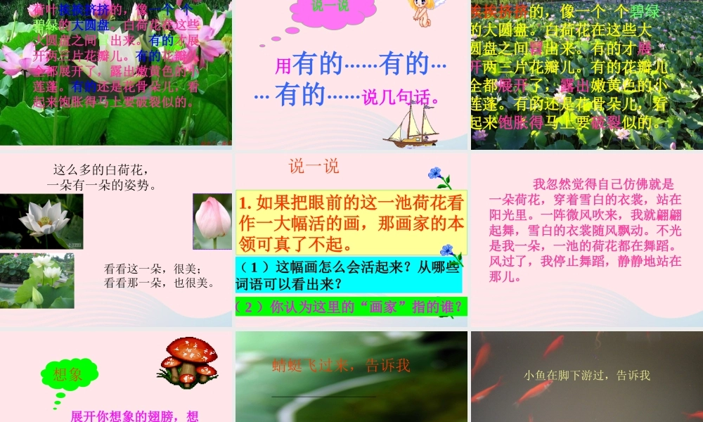 三年级语文下册 第四单元 12荷花课件2 苏教版-苏教版小学三年级下册语文课件