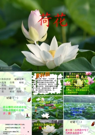 三年级语文下册 第四单元 12荷花课件2 苏教版-苏教版小学三年级下册语文课件