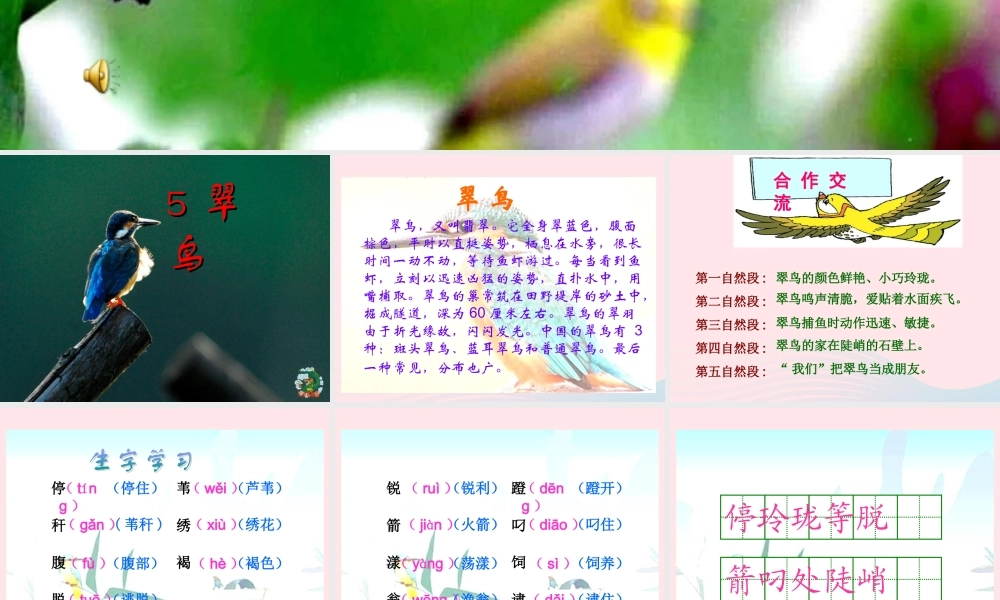 三年级语文下册 第二组 5《翠鸟》课堂教学课件2 新人教版-新人教版小学三年级下册语文课件