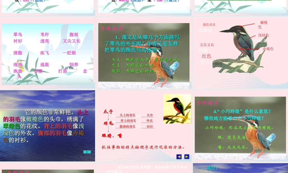 三年级语文下册 第二组 5《翠鸟》课堂教学课件2 新人教版-新人教版小学三年级下册语文课件