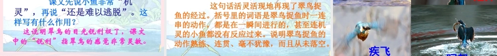 三年级语文下册 第二组 5《翠鸟》课堂教学课件2 新人教版-新人教版小学三年级下册语文课件