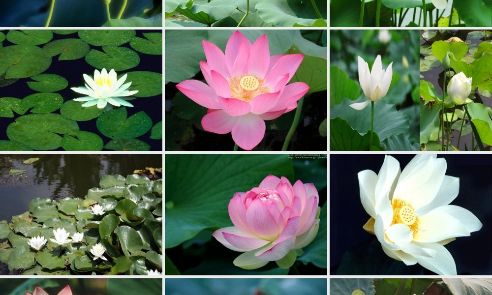 三年级语文下册 第四单元 12荷花课件3 苏教版-苏教版小学三年级下册语文课件