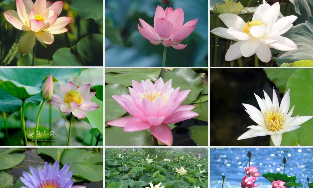 三年级语文下册 第四单元 12荷花课件3 苏教版-苏教版小学三年级下册语文课件