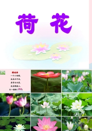三年级语文下册 第四单元 12荷花课件3 苏教版-苏教版小学三年级下册语文课件