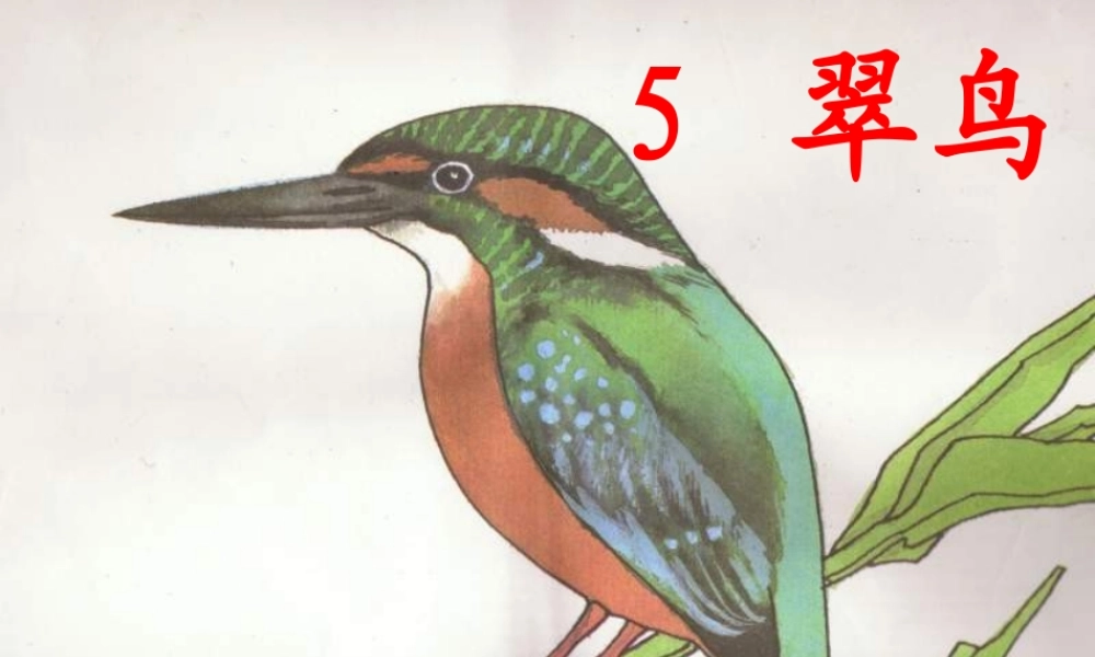 三年级语文下册 第二组 5《翠鸟》课堂教学课件3 新人教版-新人教版小学三年级下册语文课件