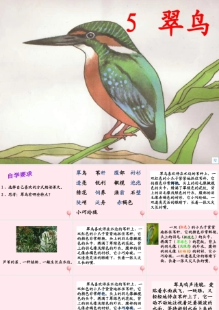 三年级语文下册 第二组 5《翠鸟》课堂教学课件3 新人教版-新人教版小学三年级下册语文课件