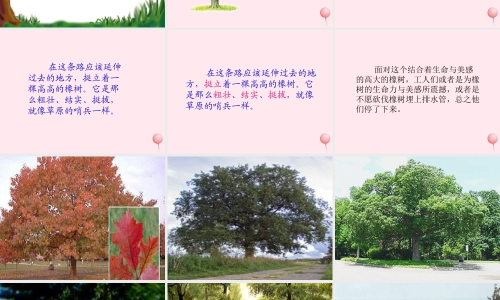 三年级语文下册 第二组 8《路旁的橡树》课堂教学课件1 新人教版-新人教版小学三年级下册语文课件