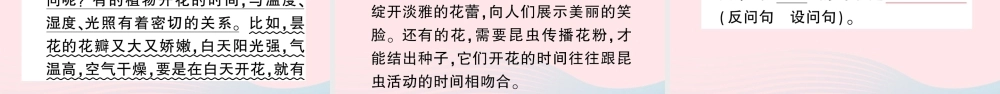 三年级语文下册 第四单元 13 花钟习题课件 新人教版-新人教版小学三年级下册语文课件