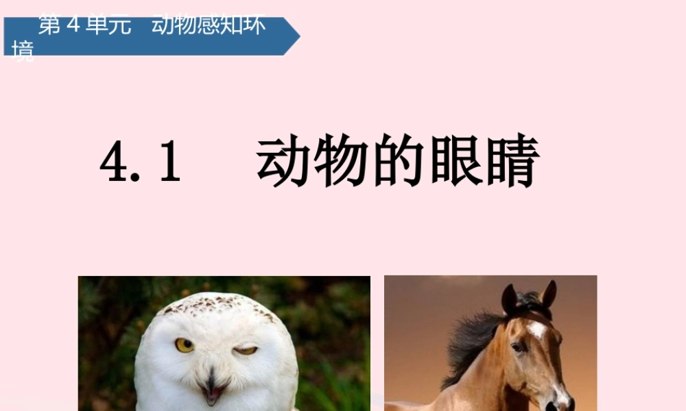 二年级科学下册 第四单元 动物与环境 第11课 动物的眼睛课件 青岛版五四制-青岛版小学二年级下册自然科学课件