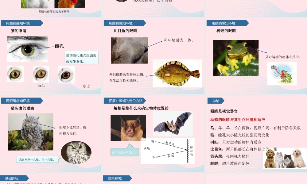 二年级科学下册 第四单元 动物与环境 第11课 动物的眼睛课件 青岛版五四制-青岛版小学二年级下册自然科学课件