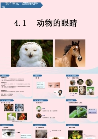 二年级科学下册 第四单元 动物与环境 第11课 动物的眼睛课件 青岛版五四制-青岛版小学二年级下册自然科学课件