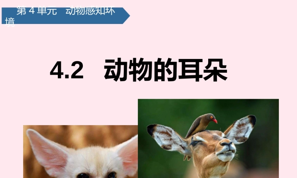 二年级科学下册 第四单元 动物与环境 第12课 动物的耳朵课件 青岛版五四制-青岛版小学二年级下册自然科学课件