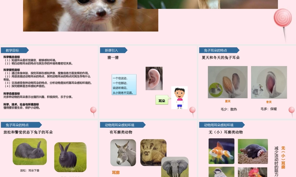 二年级科学下册 第四单元 动物与环境 第12课 动物的耳朵课件 青岛版五四制-青岛版小学二年级下册自然科学课件