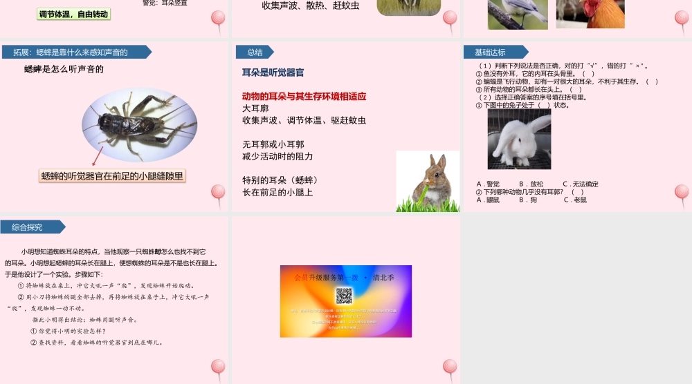 二年级科学下册 第四单元 动物与环境 第12课 动物的耳朵课件 青岛版五四制-青岛版小学二年级下册自然科学课件