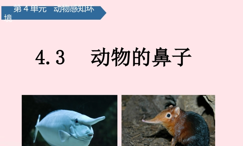 二年级科学下册 第四单元 动物与环境 第13课 动物的鼻子课件 青岛版五四制-青岛版小学二年级下册自然科学课件