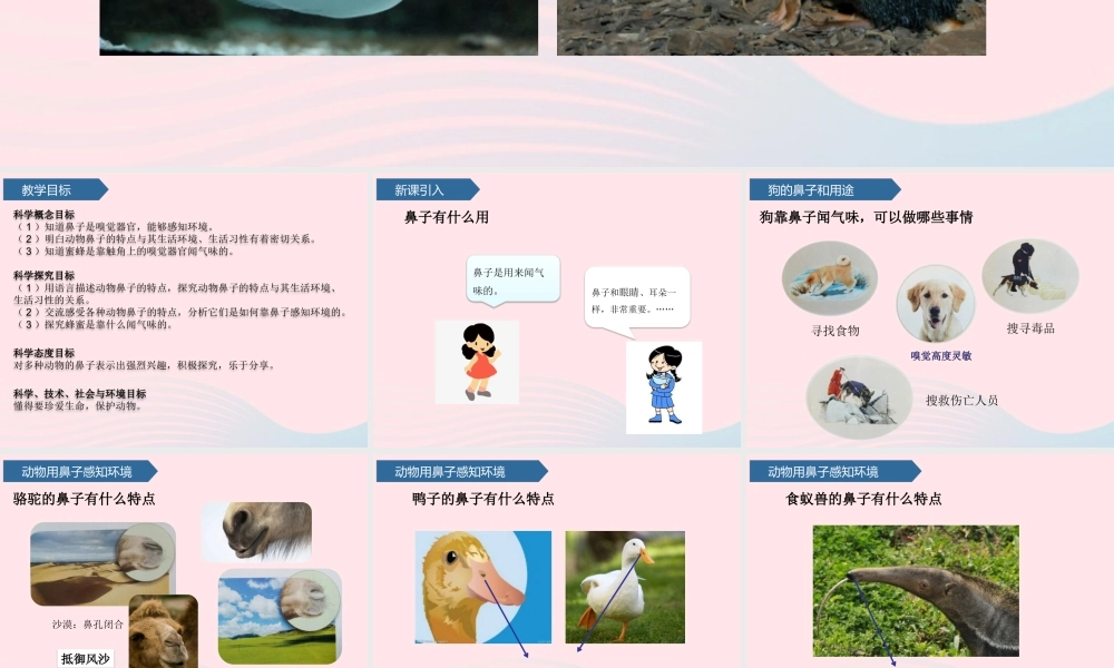 二年级科学下册 第四单元 动物与环境 第13课 动物的鼻子课件 青岛版五四制-青岛版小学二年级下册自然科学课件