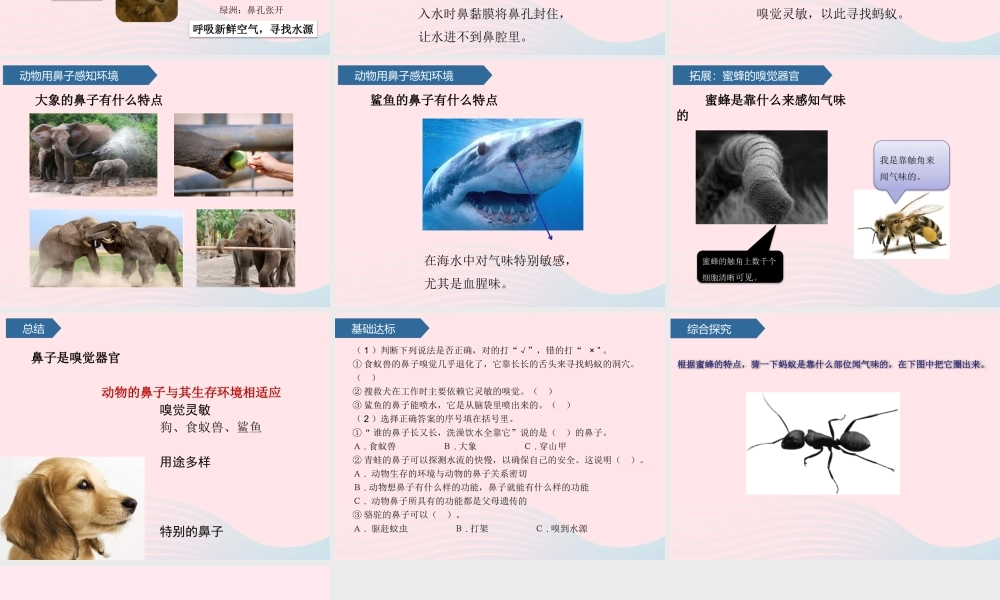 二年级科学下册 第四单元 动物与环境 第13课 动物的鼻子课件 青岛版五四制-青岛版小学二年级下册自然科学课件