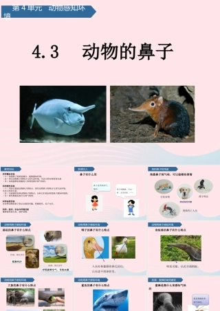 二年级科学下册 第四单元 动物与环境 第13课 动物的鼻子课件 青岛版五四制-青岛版小学二年级下册自然科学课件