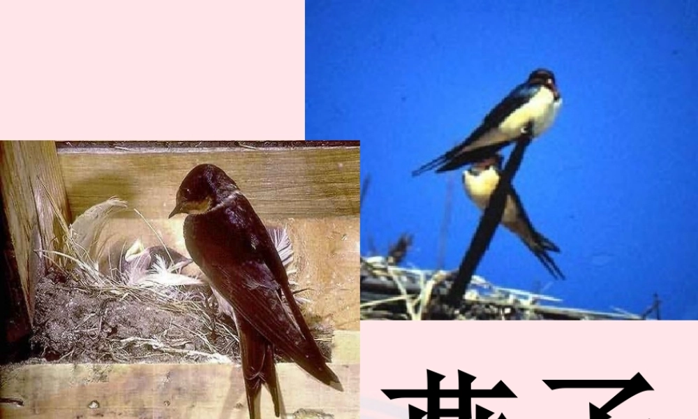 三年级语文下册 第一单元 2《燕子》课堂教学课件2 新人教版-新人教版小学三年级下册语文课件