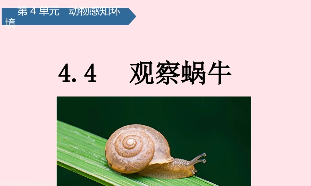二年级科学下册 第四单元 动物与环境 第14课 观察蜗牛课件 青岛版五四制-青岛版小学二年级下册自然科学课件