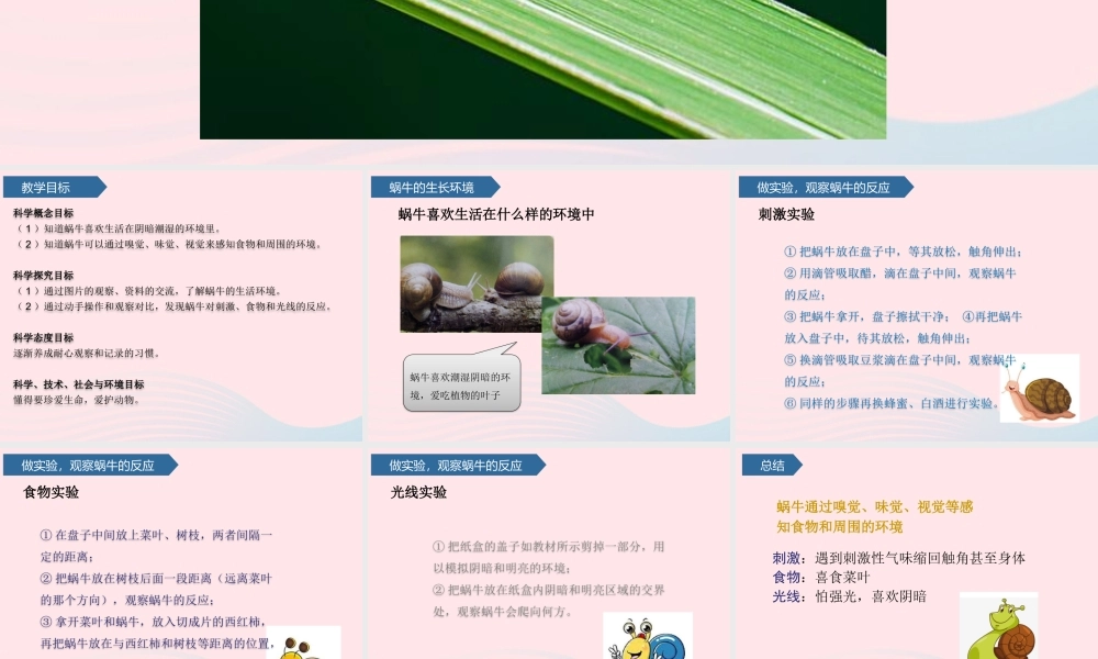 二年级科学下册 第四单元 动物与环境 第14课 观察蜗牛课件 青岛版五四制-青岛版小学二年级下册自然科学课件