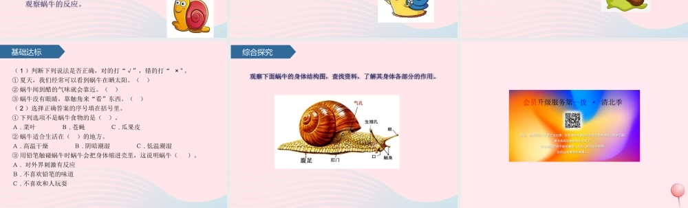 二年级科学下册 第四单元 动物与环境 第14课 观察蜗牛课件 青岛版五四制-青岛版小学二年级下册自然科学课件