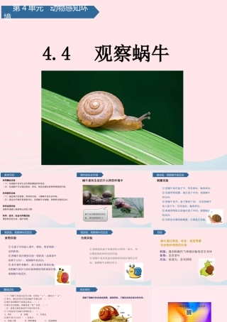 二年级科学下册 第四单元 动物与环境 第14课 观察蜗牛课件 青岛版五四制-青岛版小学二年级下册自然科学课件