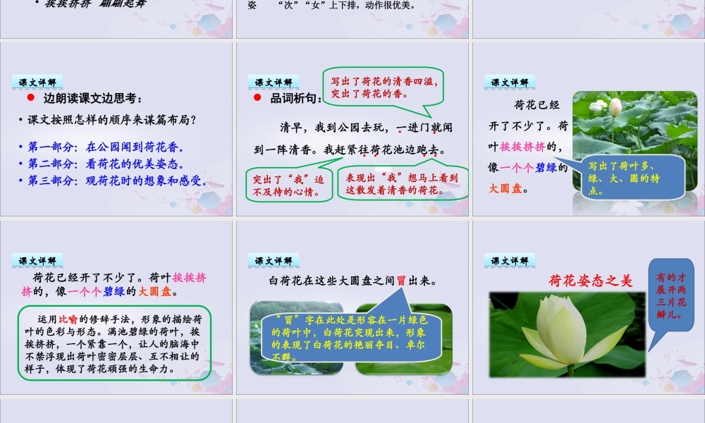 三年级语文下册 第一单元 3 荷花教学课件 新人教版-新人教版小学三年级下册语文课件