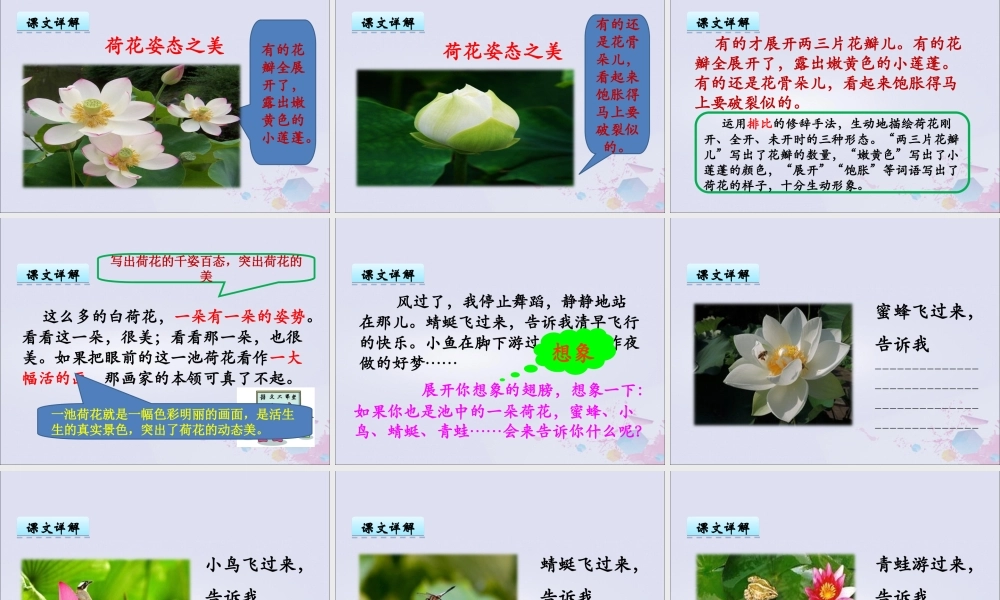 三年级语文下册 第一单元 3 荷花教学课件 新人教版-新人教版小学三年级下册语文课件