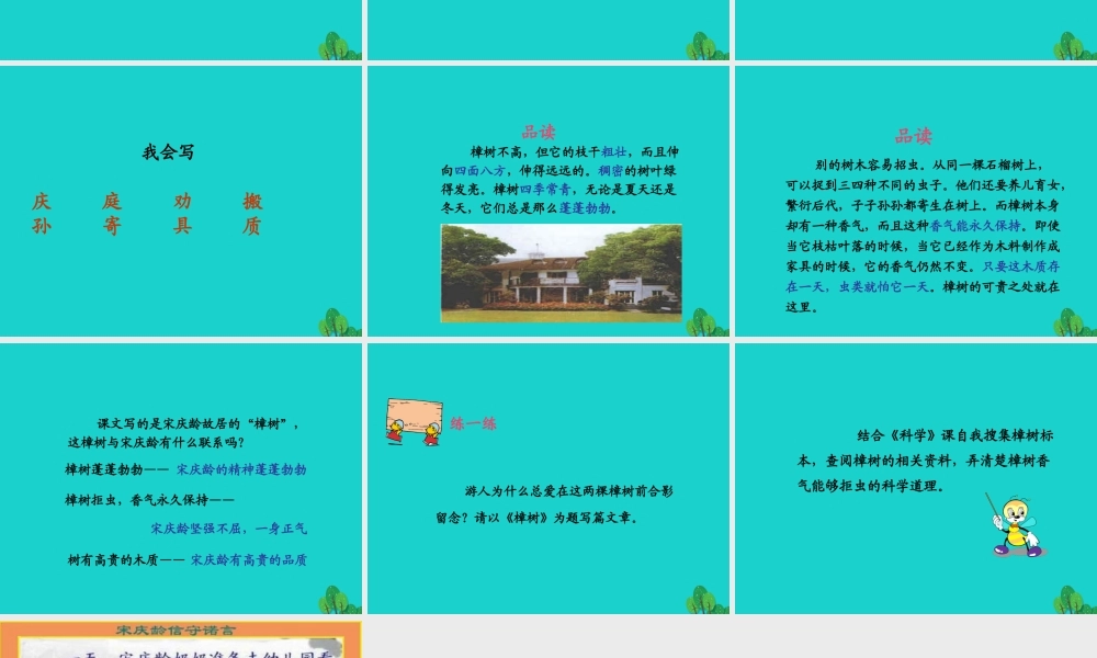 三年级语文下册 第五单元 16《宋庆龄故居的樟树》教学课件 苏教版-苏教版小学三年级下册语文课件