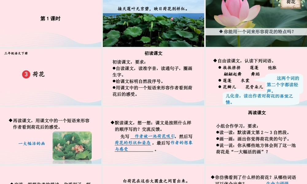 三年级语文下册 第一单元 3《荷花》教学课件 新人教版-新人教版小学三年级下册语文课件