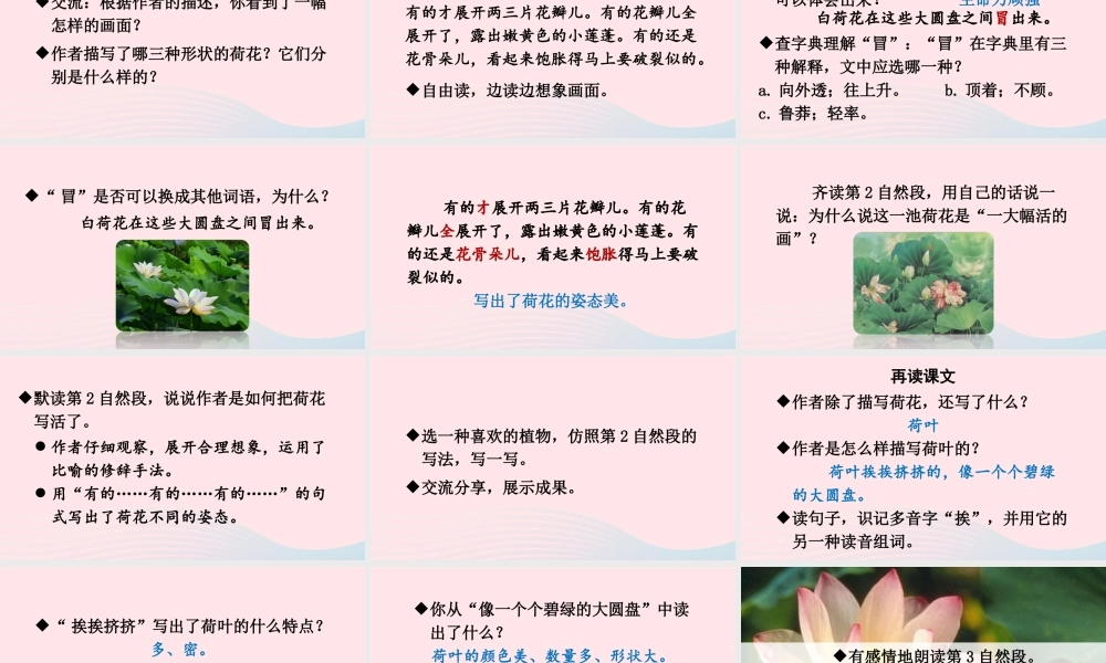 三年级语文下册 第一单元 3《荷花》教学课件 新人教版-新人教版小学三年级下册语文课件