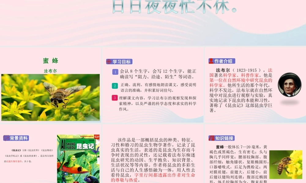 三年级语文下册 第四单元 14 蜜蜂课件 新人教版-新人教版小学三年级下册语文课件