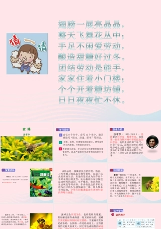 三年级语文下册 第四单元 14 蜜蜂课件 新人教版-新人教版小学三年级下册语文课件
