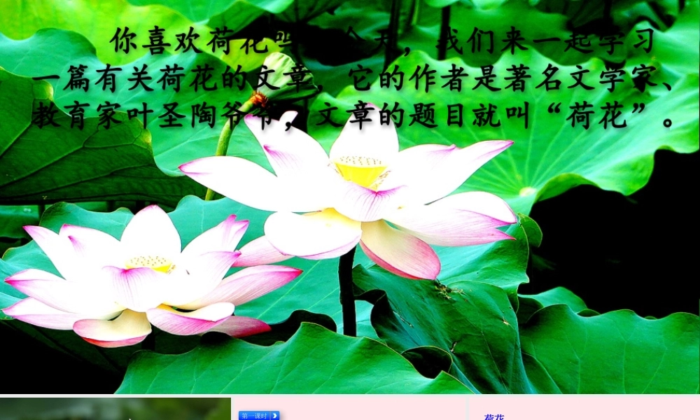三年级语文下册 第一单元 3《荷花》教学课件 新人教版-新人教级下册语文课件