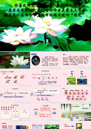 三年级语文下册 第一单元 3《荷花》教学课件 新人教版-新人教级下册语文课件