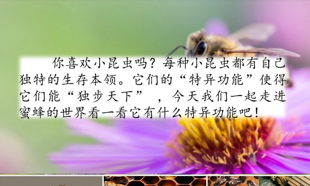 三年级语文下册 第四单元 14 蜜蜂课件 新人教版-新人教级下册语文课件