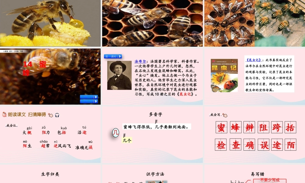 三年级语文下册 第四单元 14 蜜蜂课件 新人教版-新人教级下册语文课件