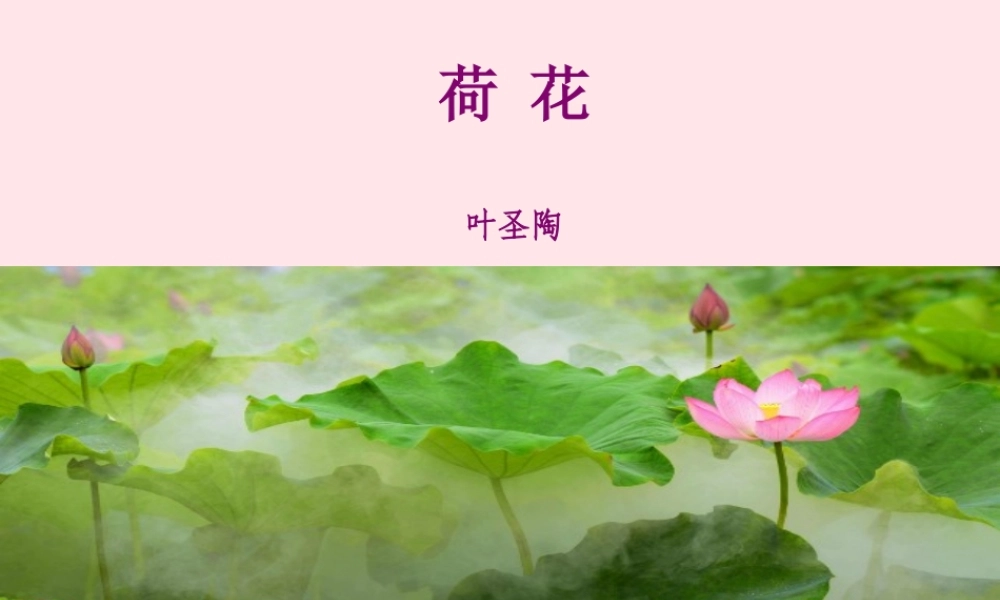 三年级语文下册 第一单元 3《荷花》课堂教学课件 新人教版-新人教版小学三年级下册语文课件