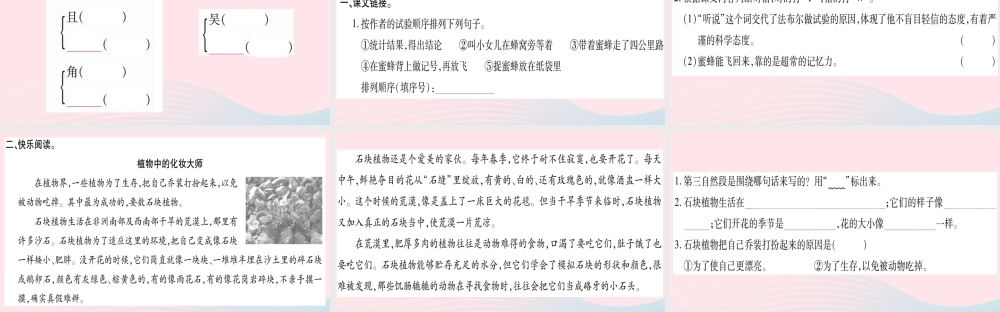三年级语文下册 第四单元 14 蜜蜂习题课件 新人教版-新人教版小学三年级下册语文课件