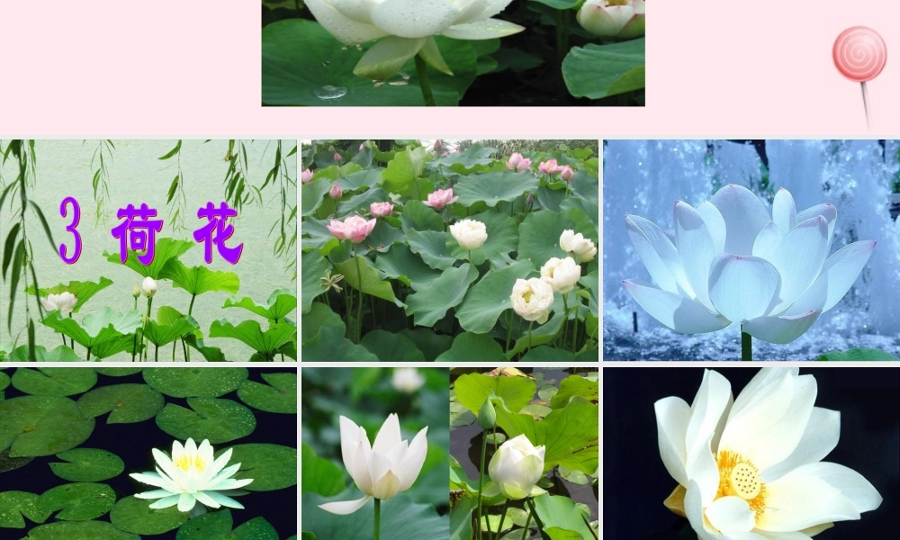 三年级语文下册 第一单元 3《荷花》课堂教学课件1 新人教版-新人教版小学三年级下册语文课件