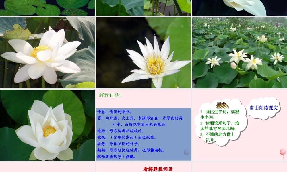 三年级语文下册 第一单元 3《荷花》课堂教学课件1 新人教版-新人教版小学三年级下册语文课件