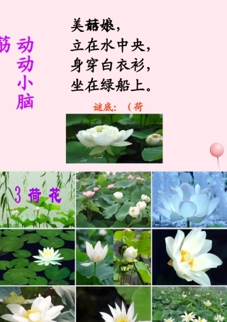 三年级语文下册 第一单元 3《荷花》课堂教学课件1 新人教版-新人教版小学三年级下册语文课件