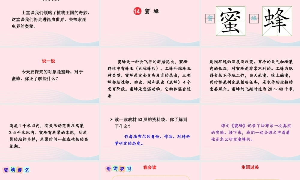 三年级语文下册 第四单元 14《蜜蜂》教学课件 新人教版-新人教版小学三年级下册语文课件